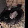Клэсс 