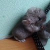Бруни