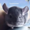 Пилигримм