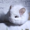 Рамзес  фон Арагорн