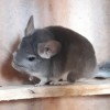 Джессика
