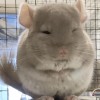 Кис 