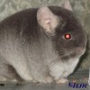 Чик