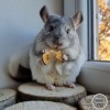 Сесилия