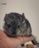 Фрэнки