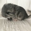 Литл Френд Марио