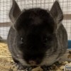 Пим 