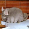 ЧинФан ПЫШКА