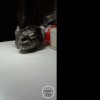 Кляин мех