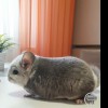 Чел Чин  Софи