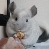 Кента