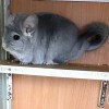 Цинтия НСБ