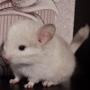 Версаль