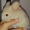 Лохматик