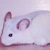 Сангрия