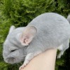 Кристалл 