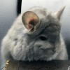 Кекс