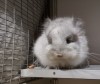 Вугар