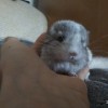 Олли
