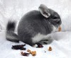 5 месяцев