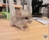 Юкки