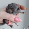 Аслан