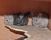 1,5 мес