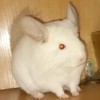 Лана НРекс