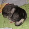 Ночка