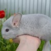 Занария