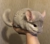 4 мес