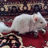 Рости