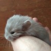 Персик