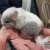 Минни