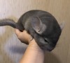 4 мес