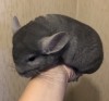 4 мес
