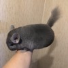 4 мес