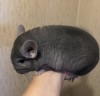 4 мес