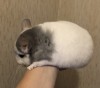 4 мес