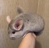 4 мес