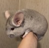 4 мес