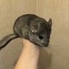 4 мес