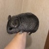 4 мес