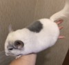 4 мес