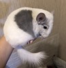4 мес