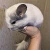 4 мес