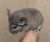 6 мес