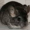 Аннелиса