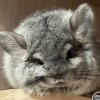 Мэй 