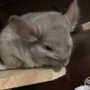 Оша